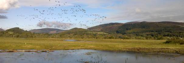 Image showing RSPB Scotland Mersehead nature reserve